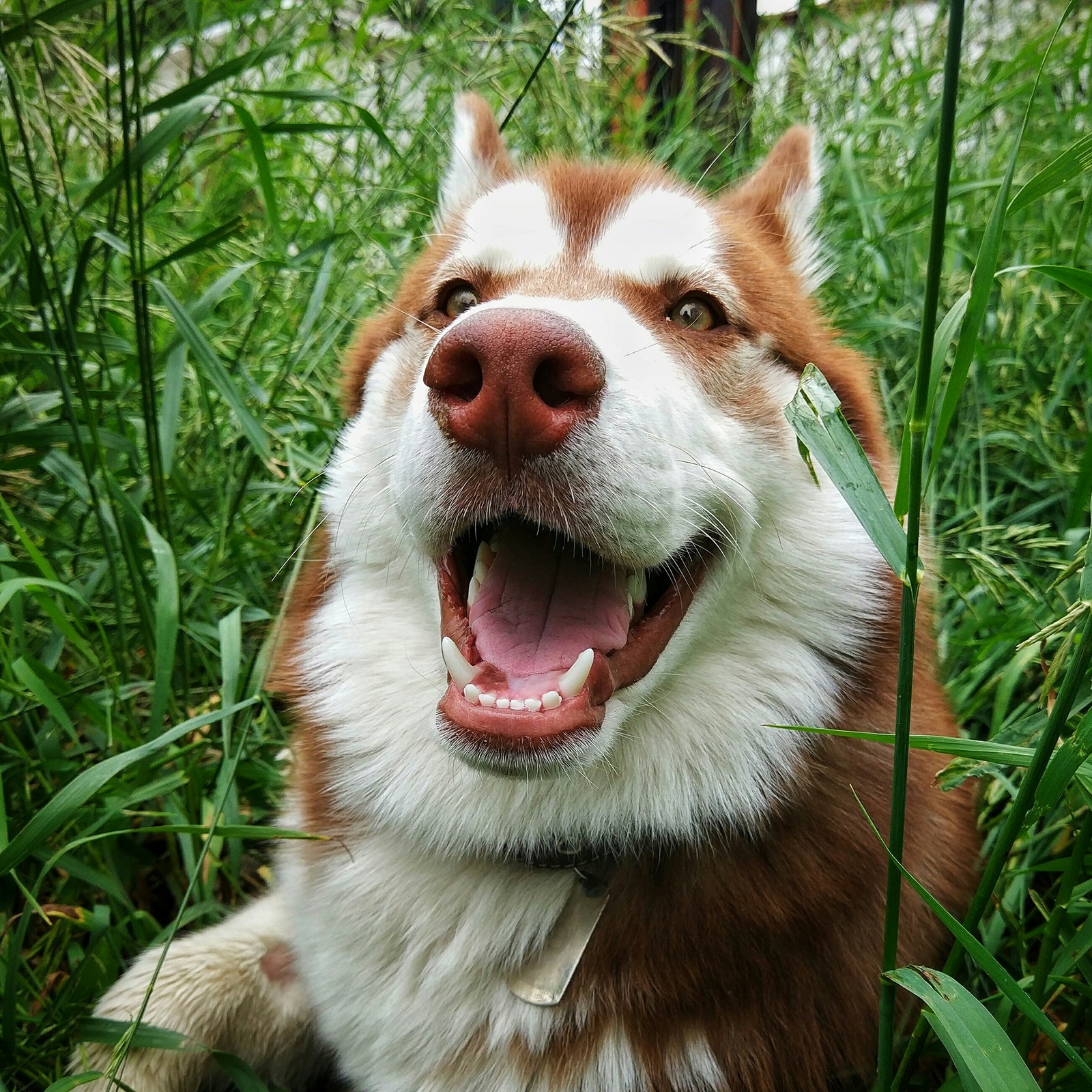 Dog, in the grass of the windrow) - My, Husky, Dog