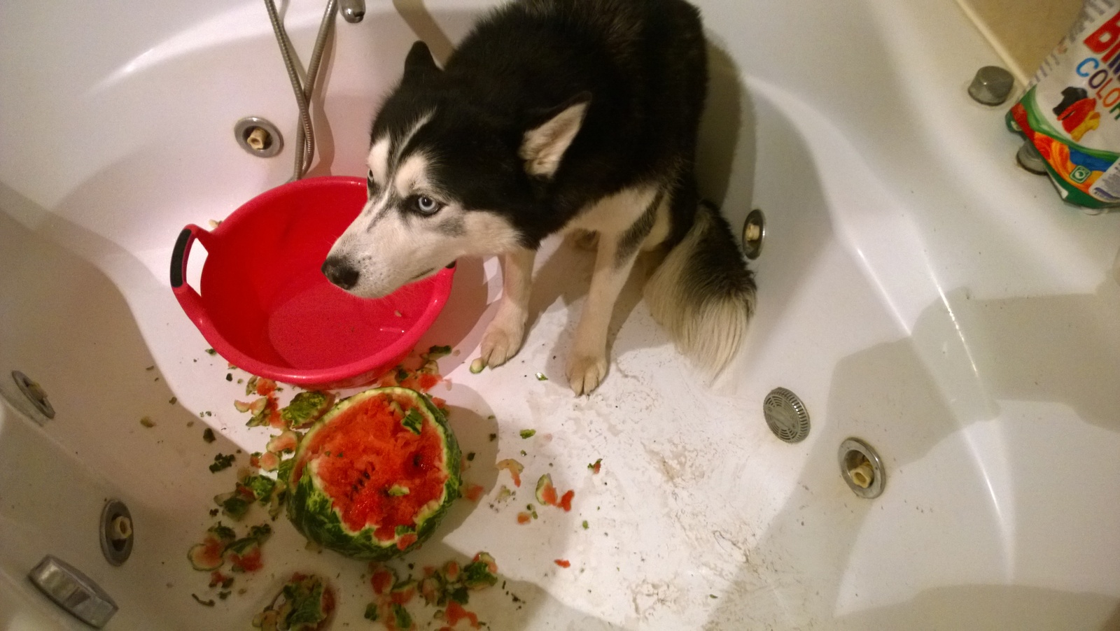 Husky VS Watermelon - My, Husky, Dog, Longpost