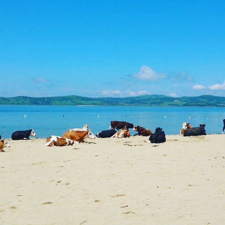 hot nude chicks on the beach - My, Cow, Beach season, Strawberry