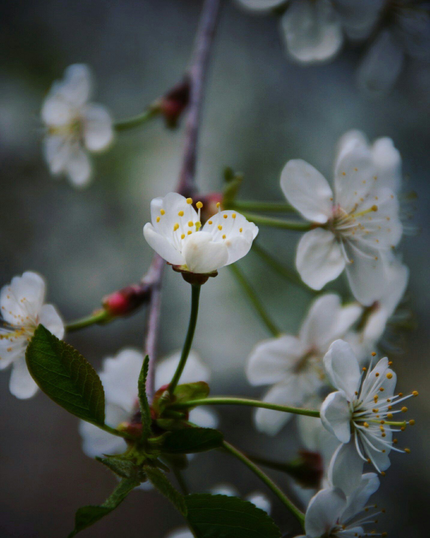 Flowers bloom once a year - My, Macro, Spring, Nature, Flowers, Cherry, Sony, Macro photography, Closeup, 