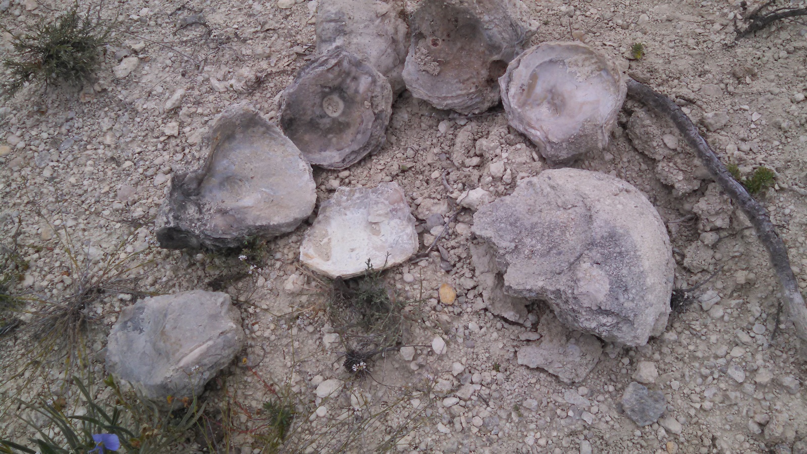 Found fossilized oysters - My, Paleontology, Find, Fossil, Fossils, Seashells, Longpost