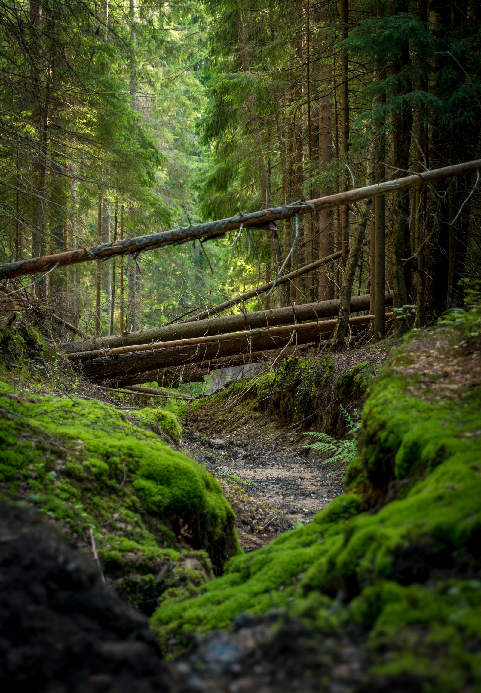 Walk through the forest №43 - My, Sony A7R2, Canon 24-70, Forest, Pine, Christmas trees, Mushrooms, Flowers, Longpost