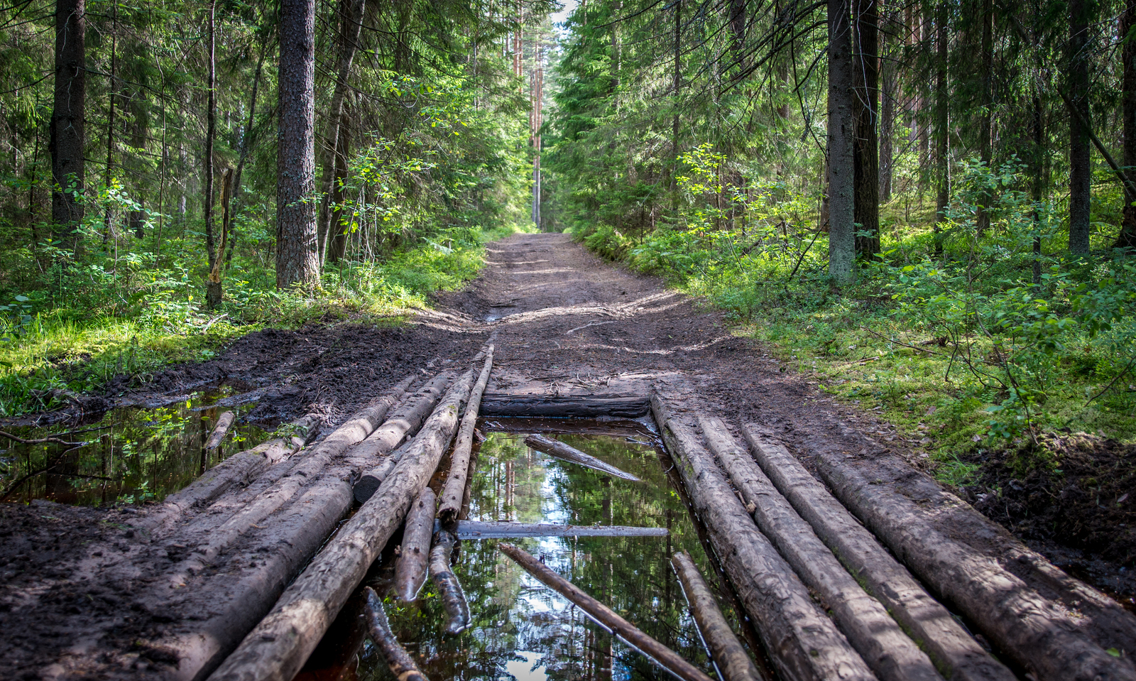 Walk through the forest №43 - My, Sony A7R2, Canon 24-70, Forest, Pine, Christmas trees, Mushrooms, Flowers, Longpost