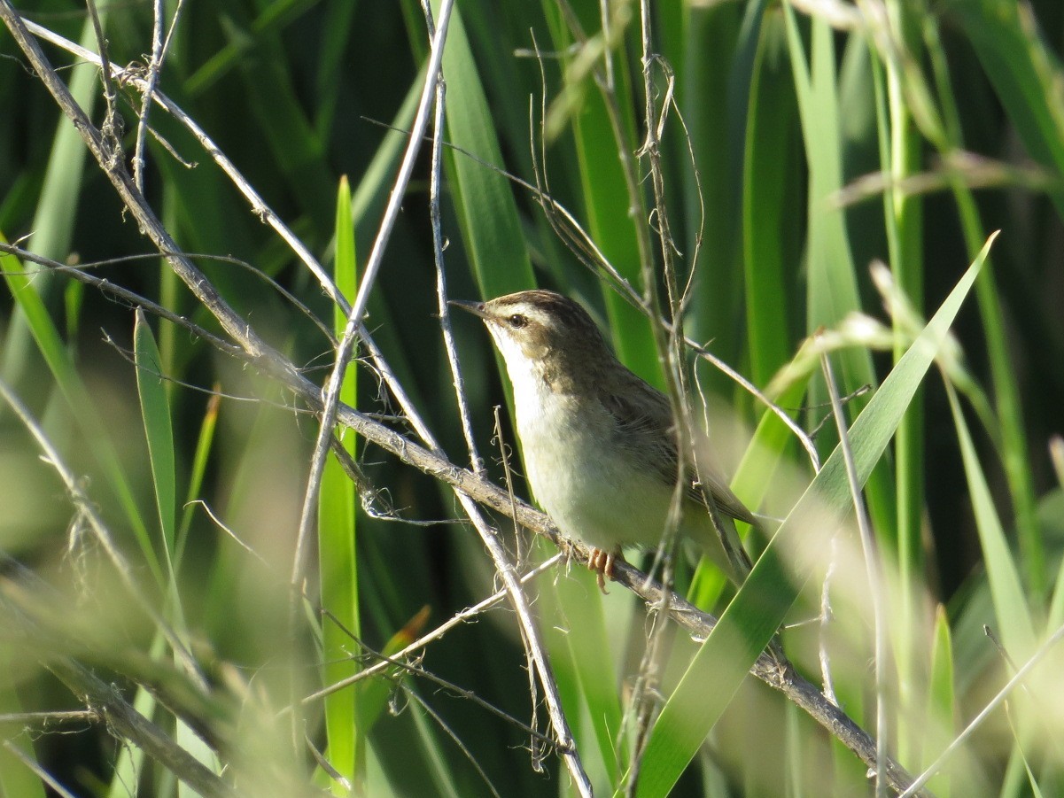 Badger warbler. - My, Birds, The photo, Kamyshovka, Bird watching, Video, Longpost