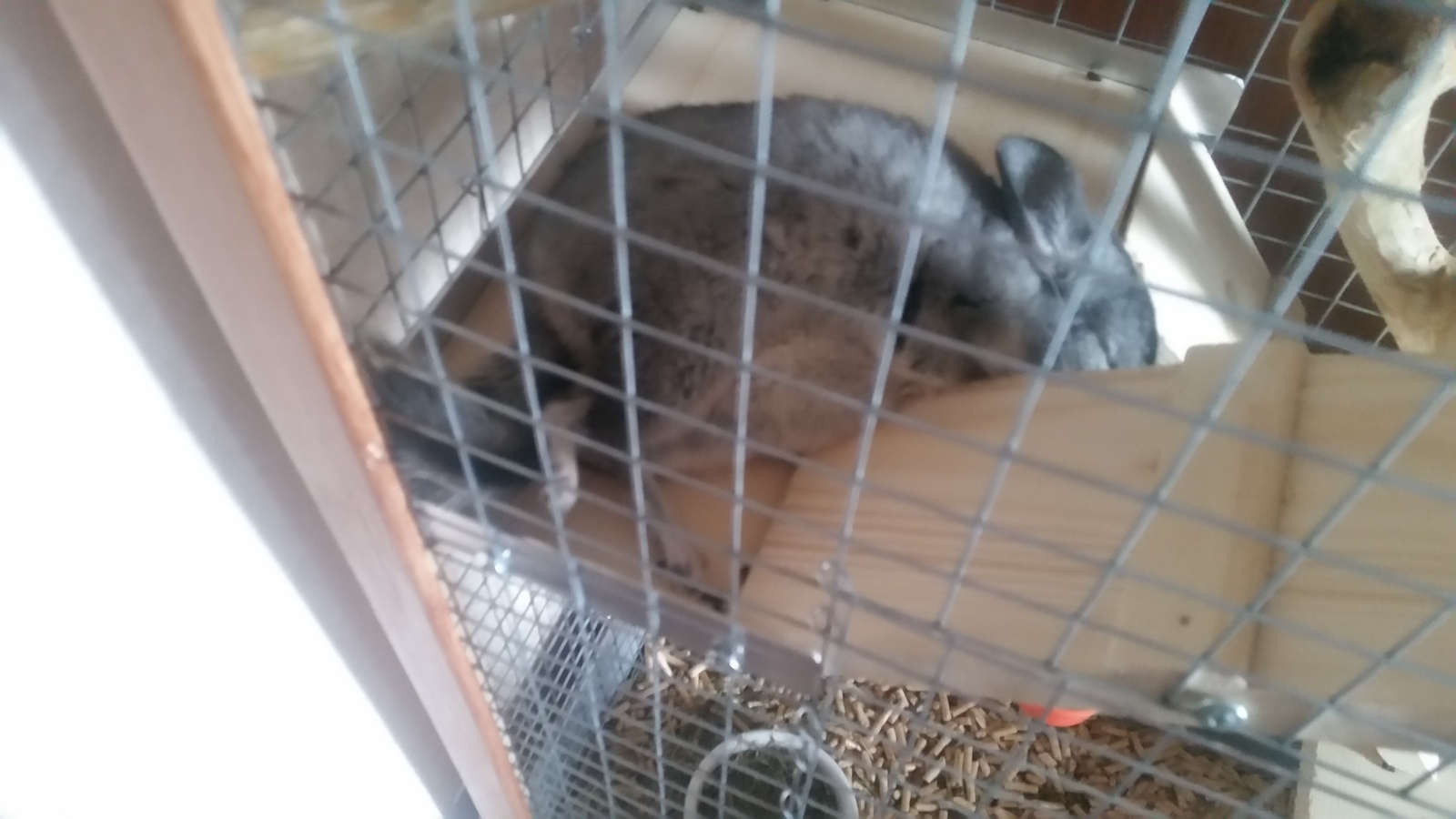 This four month old animal is called Monya and he gets offended every time he is scolded. - My, Chinchilla, Pets, Resentment