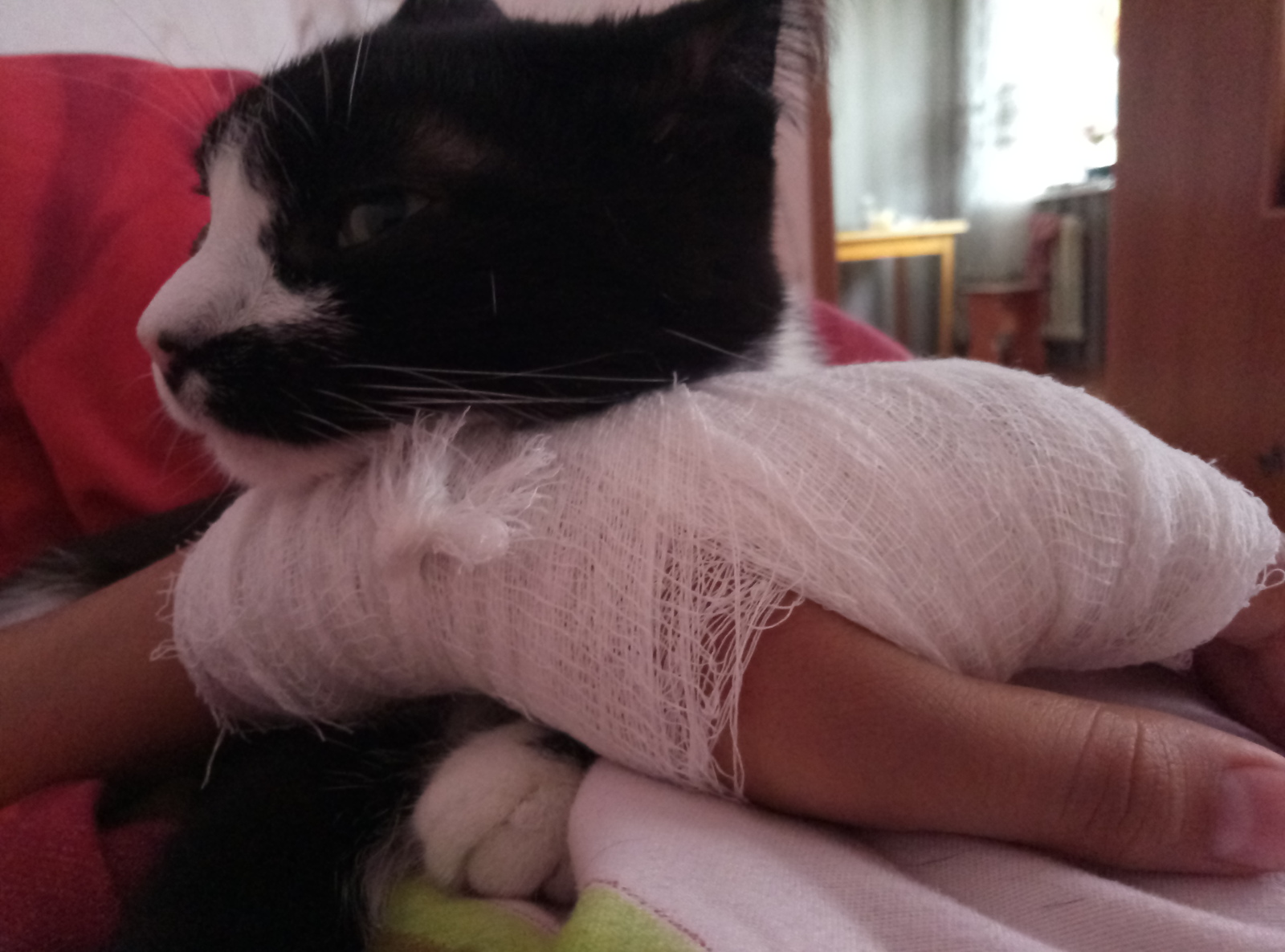 Heals - My, cat, Hand, It happens