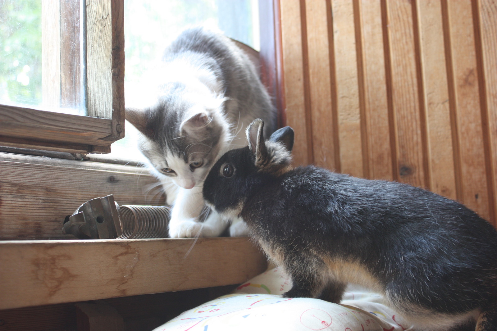 I know where he hid the sausage... - My, Rabbit, cat, Milota, The photo, Pets