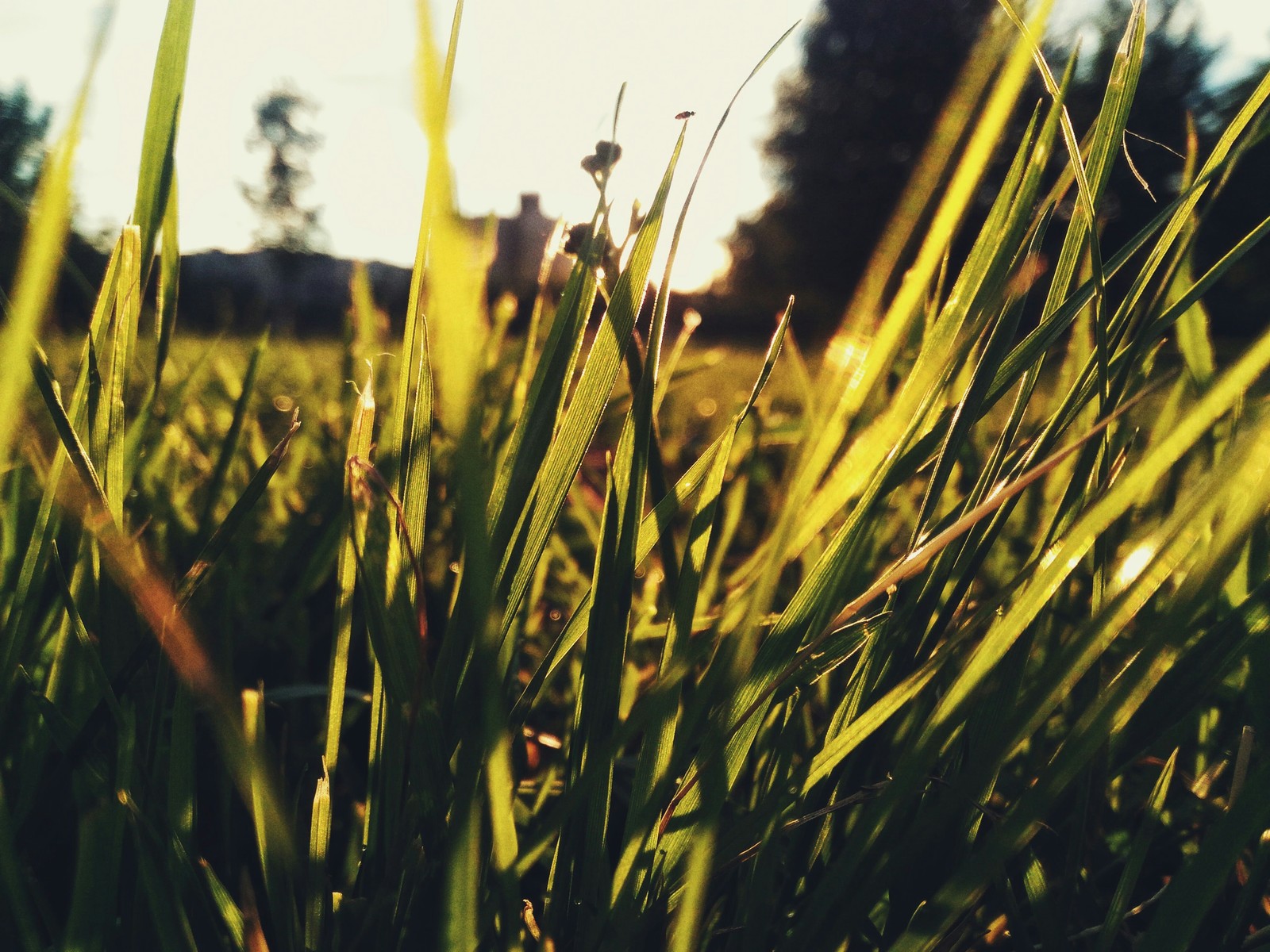 An evening walk - My, Sunset, Grass, Evening