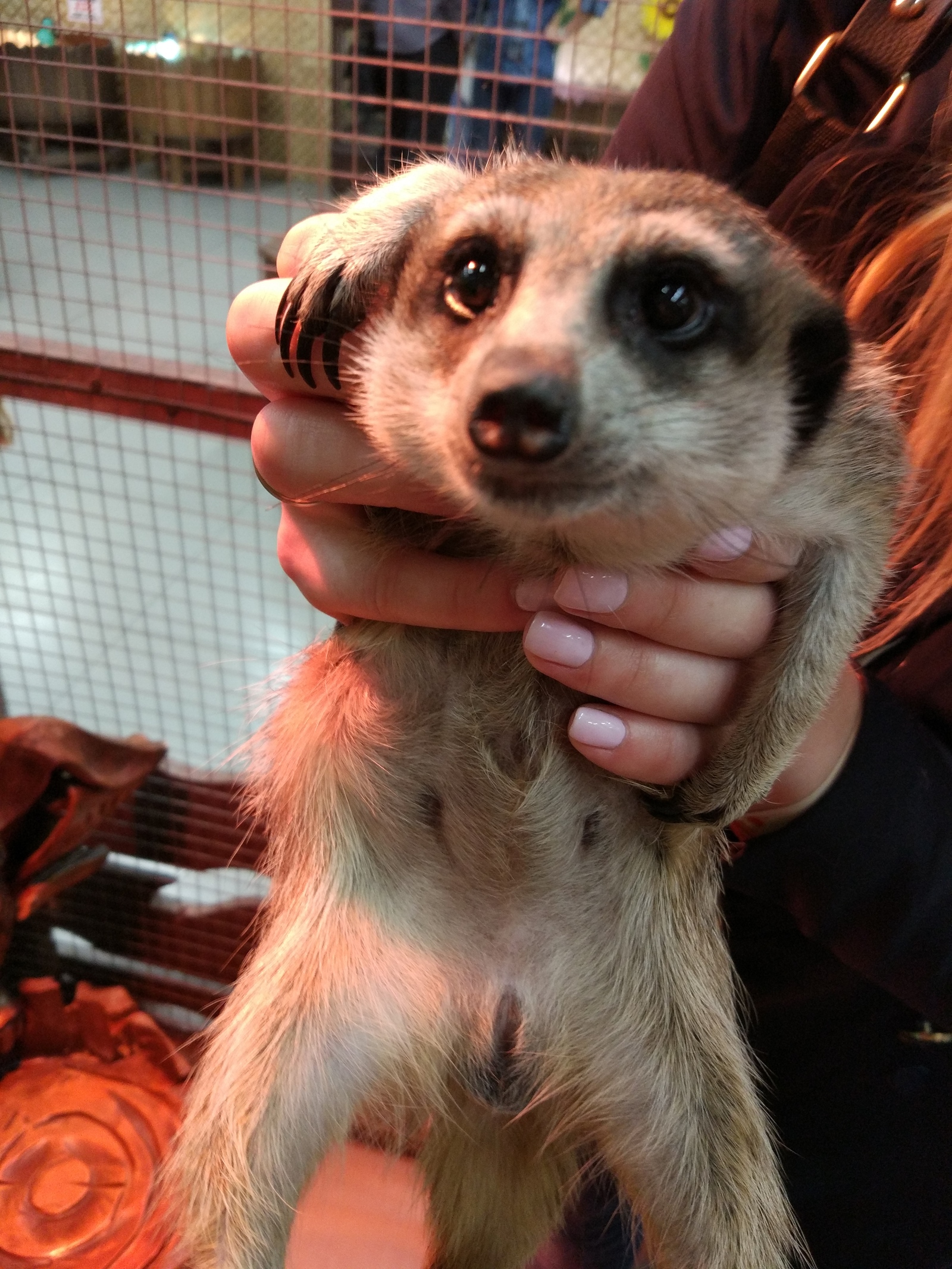 Timon from the petting zoo - My, Meerkat, Milota