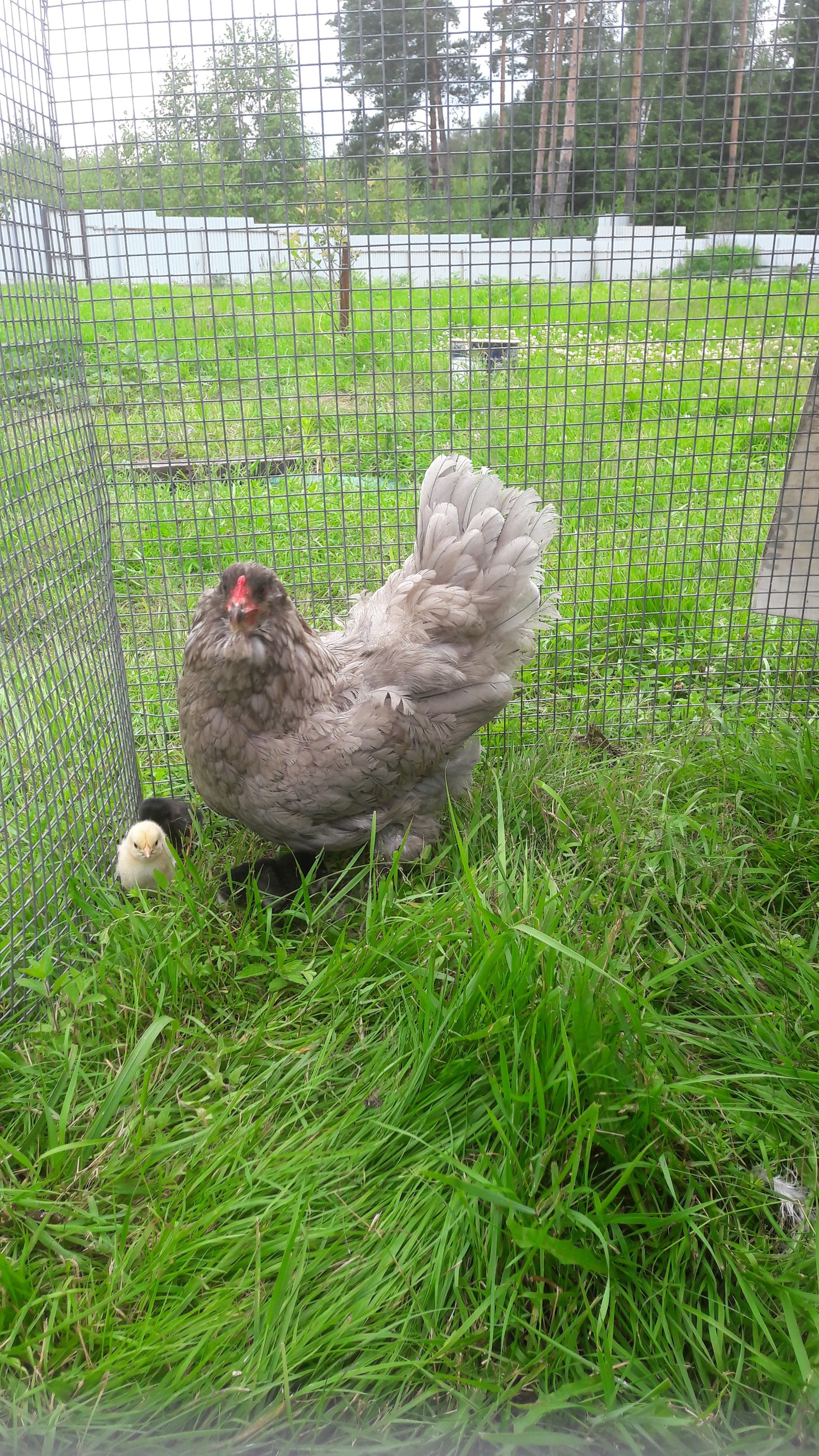 My hen hatches chickens herself) they just hatched, they are already running - My, Hen, Eggs, Chickens