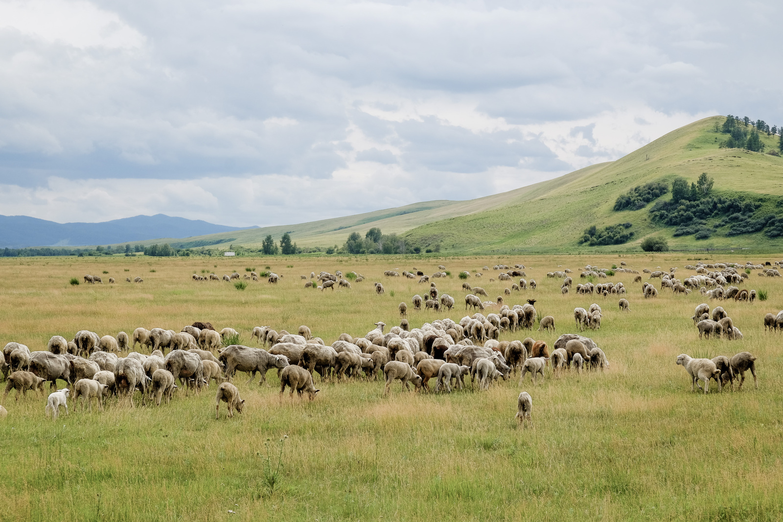 sheep pasture - My, The photo, Landscape, The nature of Russia, , Khakassia