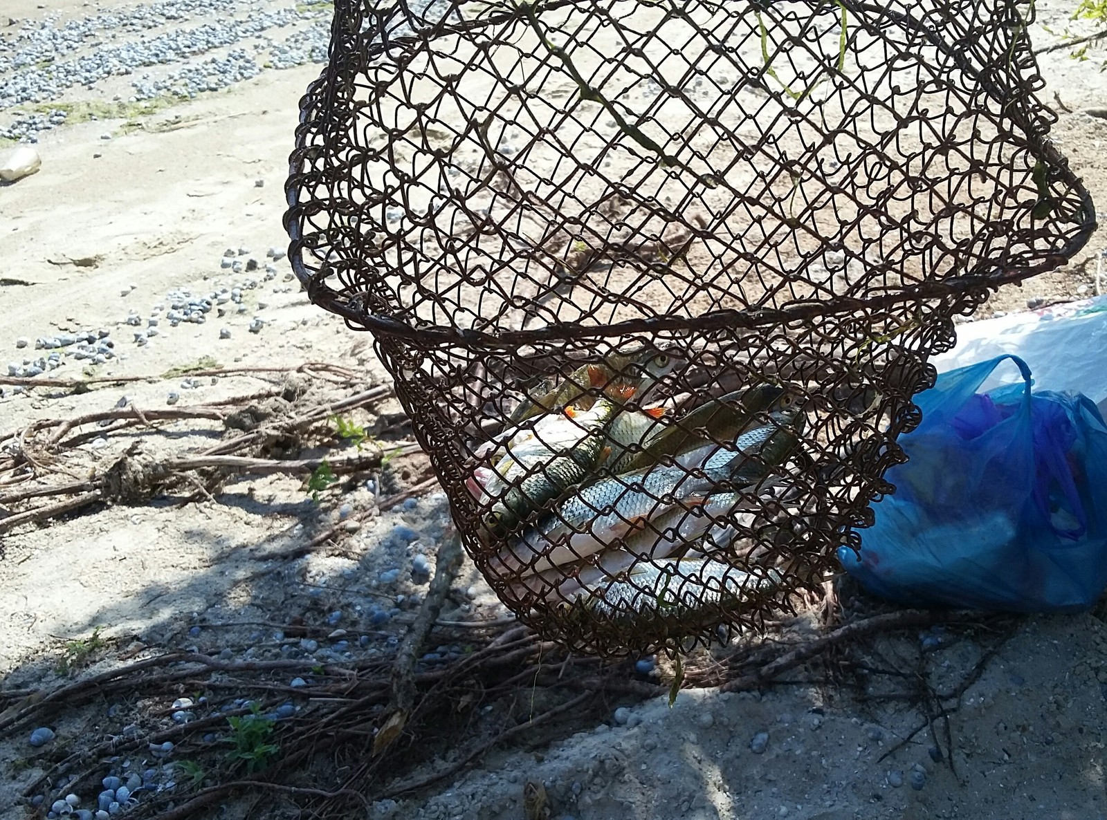 Fishing on the Don. - My, Fishing, Don River, Rostov-on-Don, Summer, Beach, Nature, Longpost