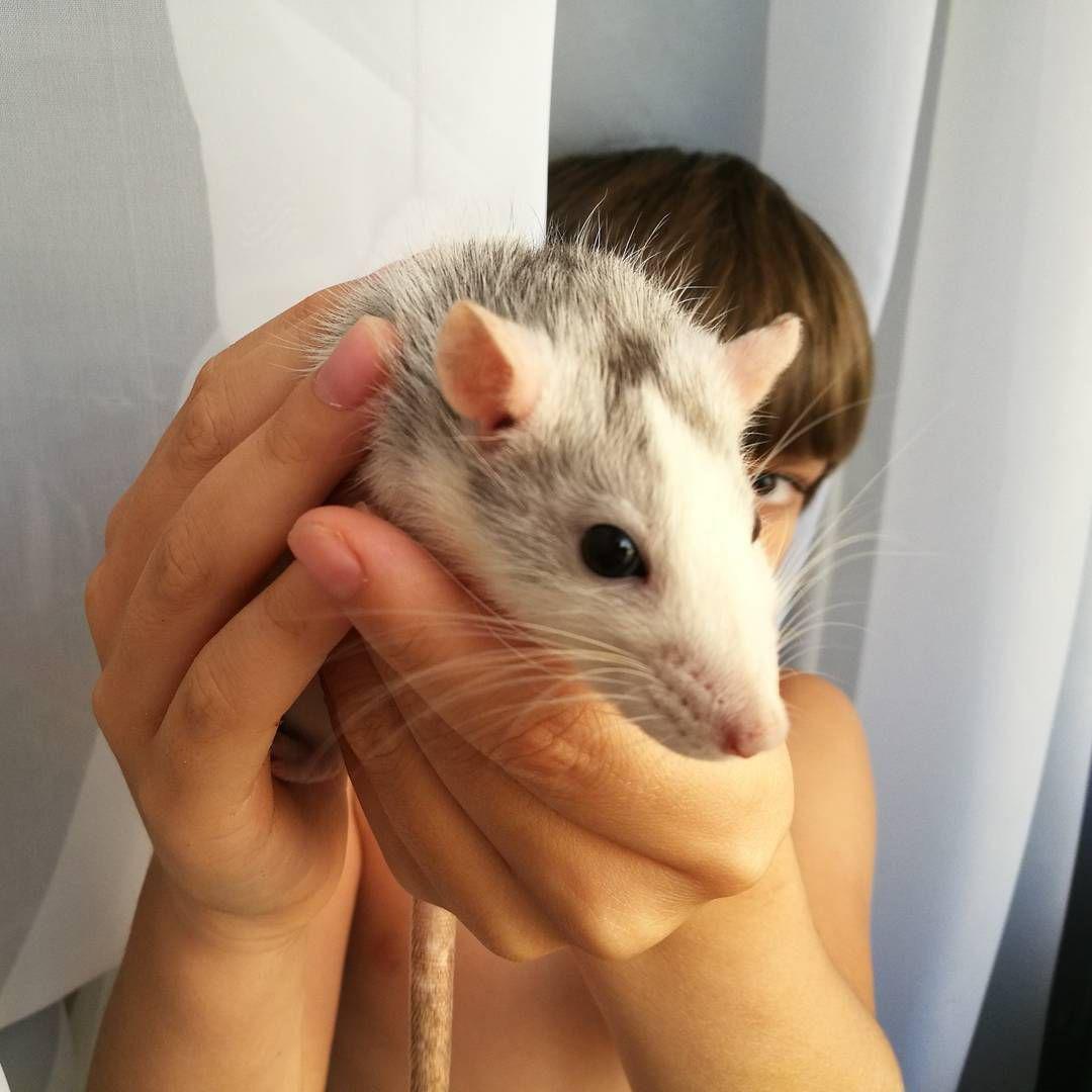 Restless rat - My, Longpost, Decorative rats, Pets, Rodents, Tag