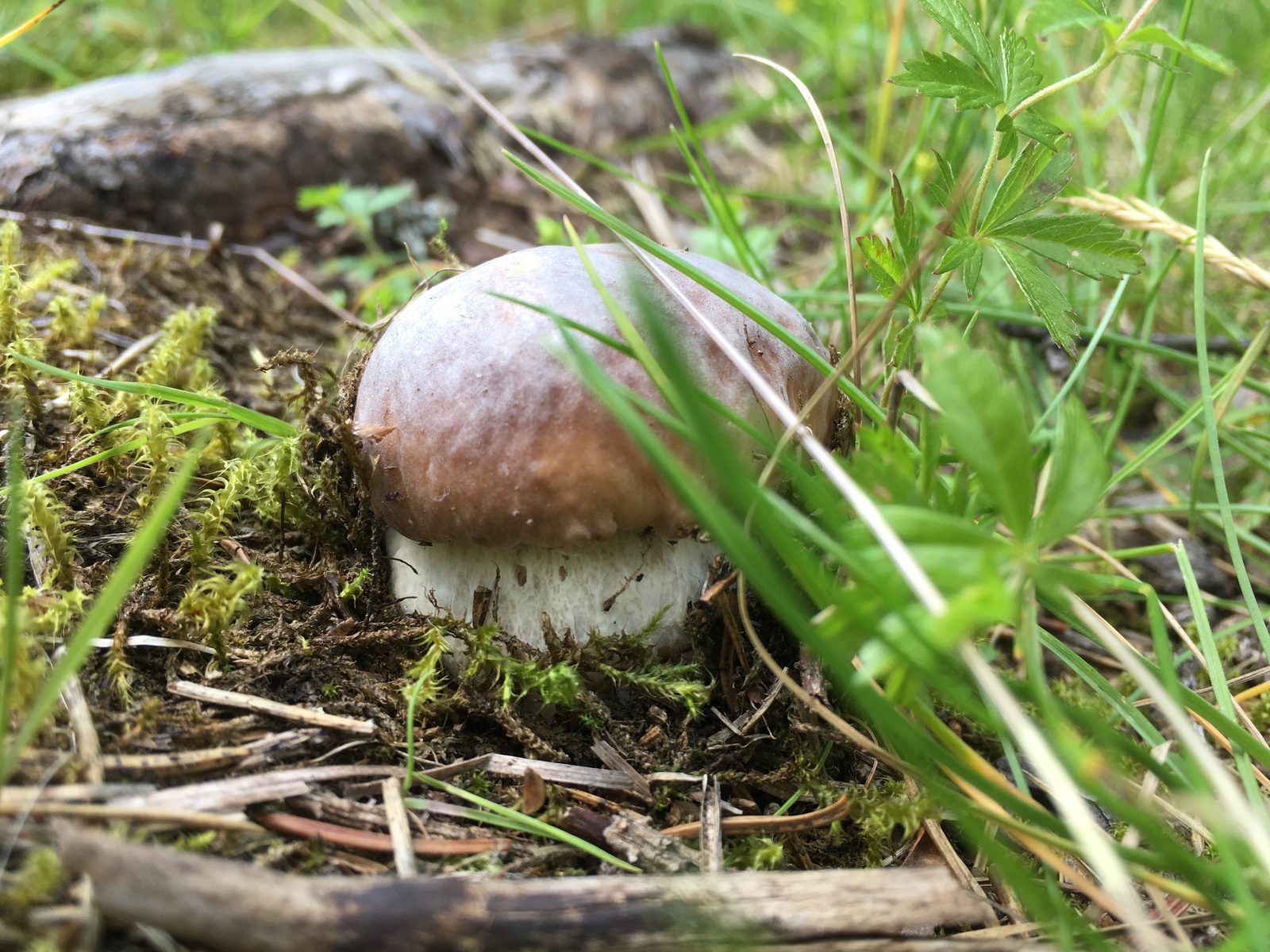 Quiet hunting in the suburbs - My, Mushrooms, Moscow, Silent hunt, Longpost