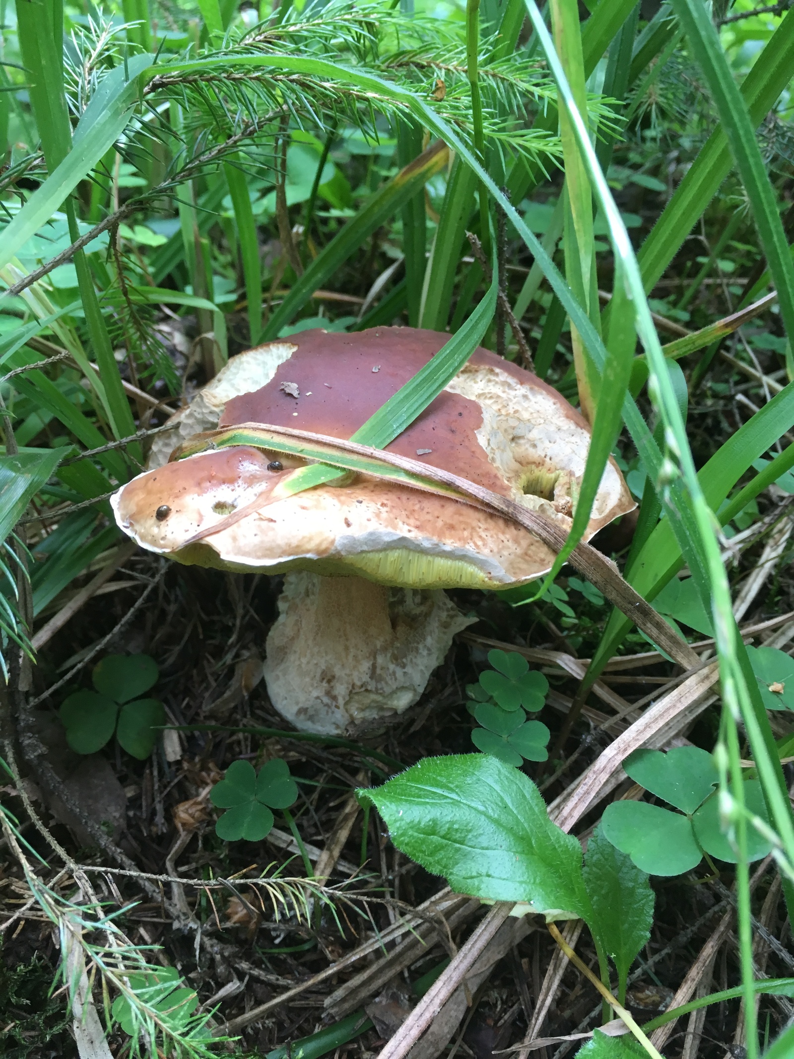 Quiet hunting in the suburbs - My, Mushrooms, Moscow, Silent hunt, Longpost