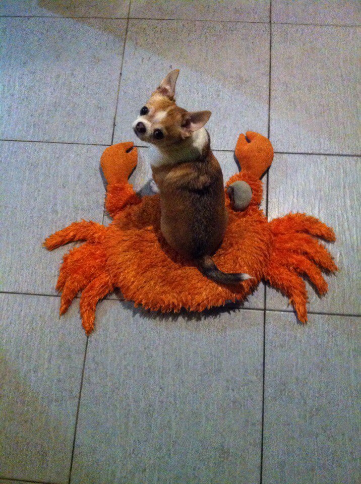 КрабоПёс | Пикабу