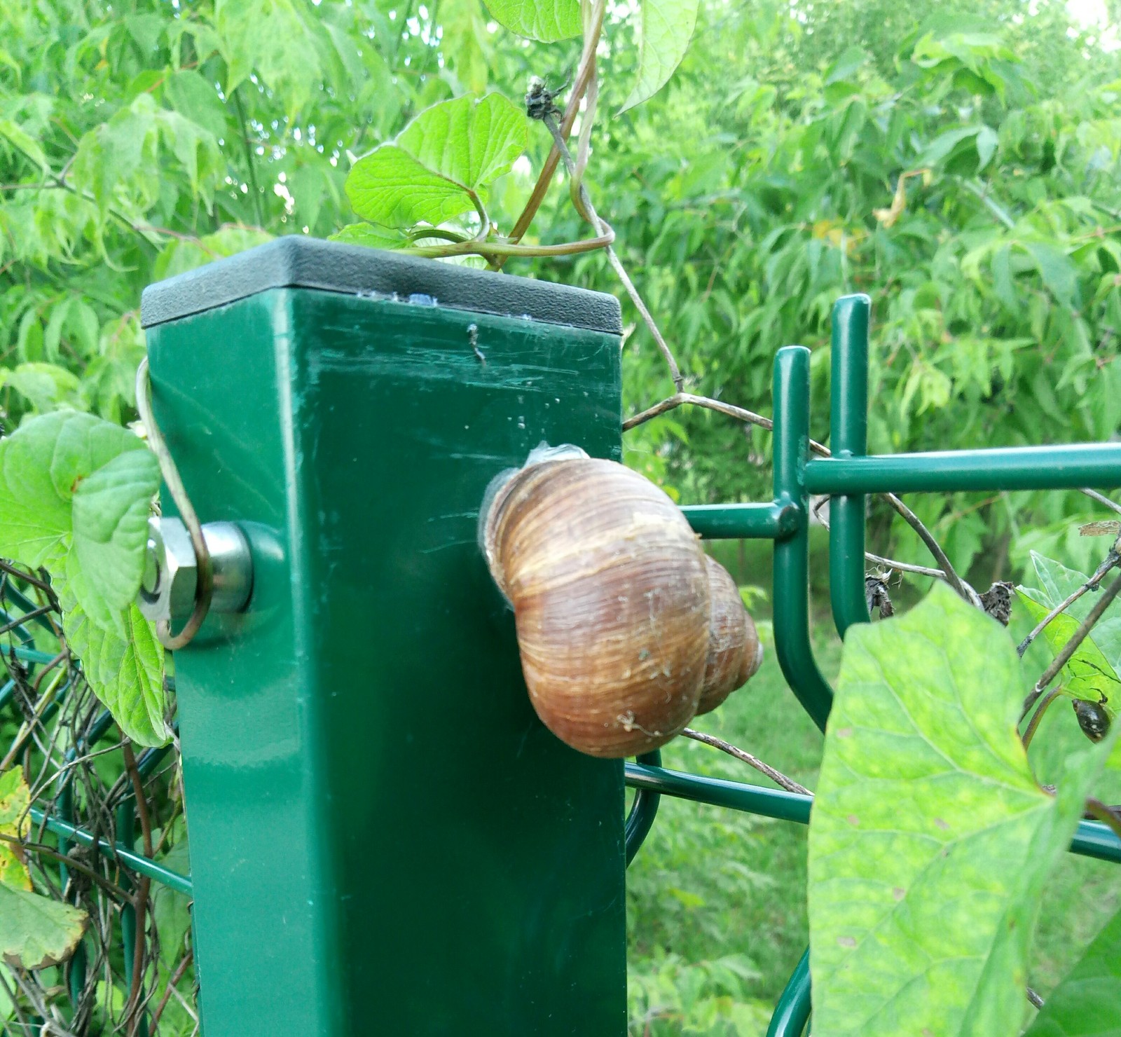 Snail - Snail, The size