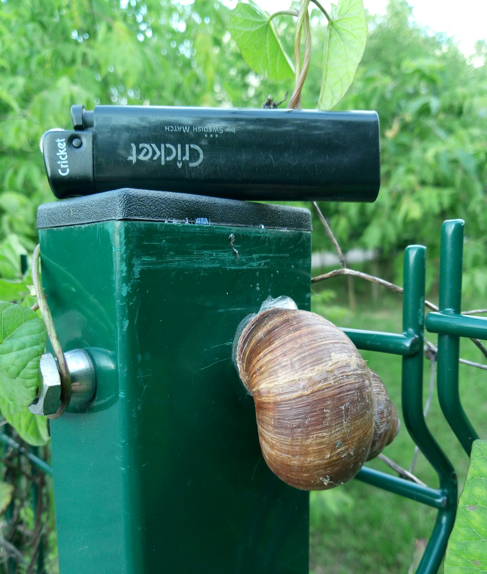 Snail - Snail, The size