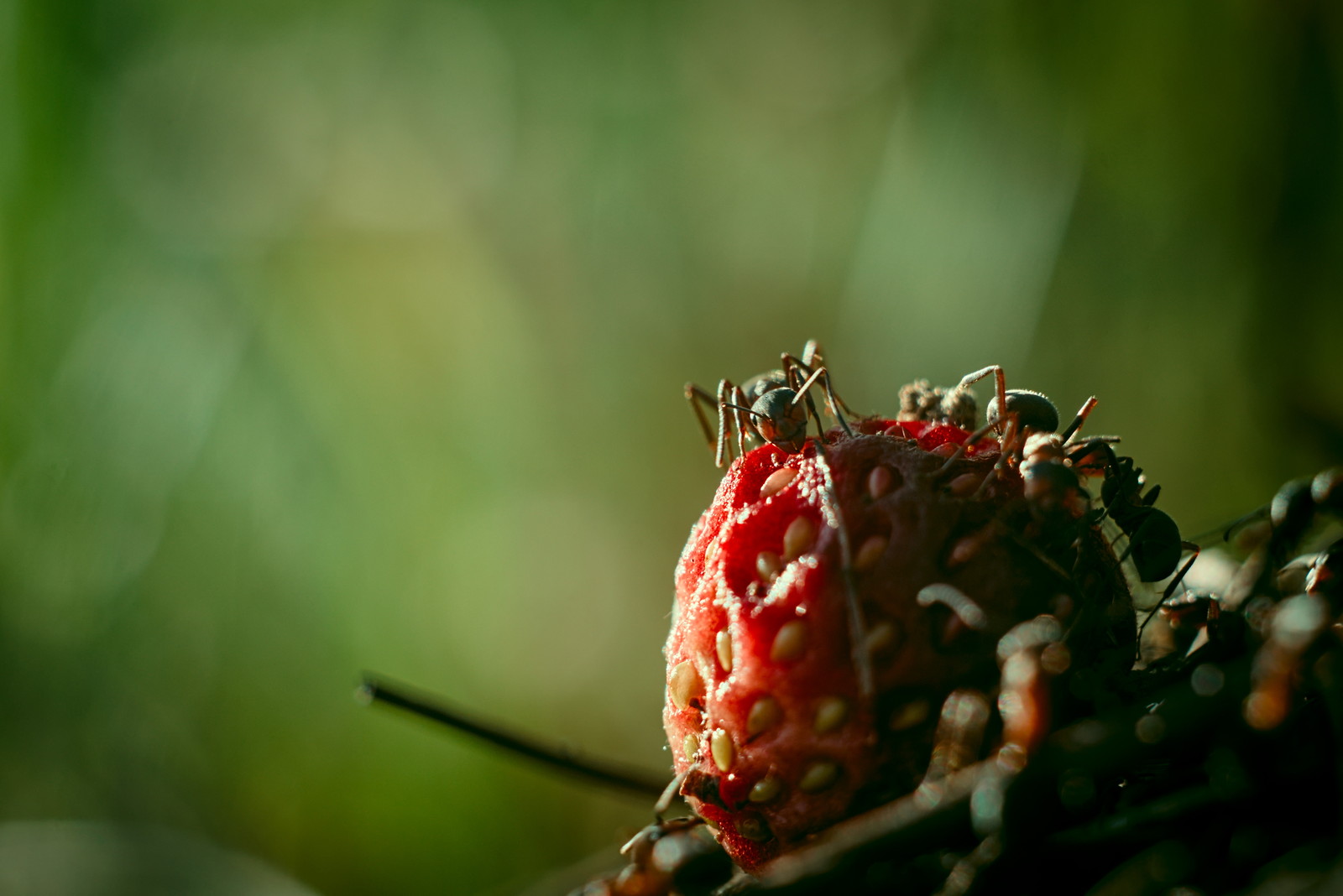 Just a photo - My, The photo, Animals, Macro, Spider, cat, Longpost, Macro photography