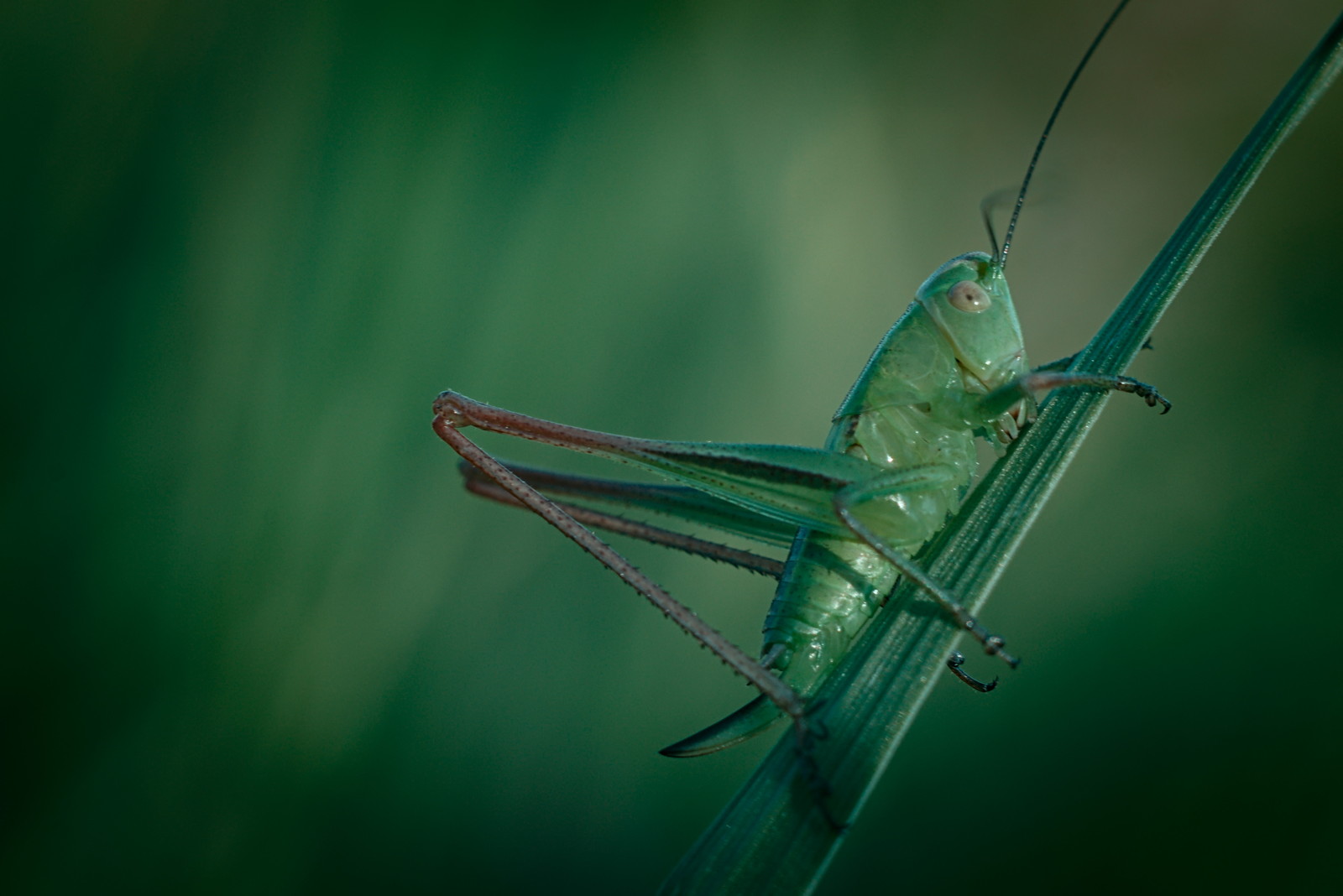 Just a photo - My, The photo, Animals, Macro, Spider, cat, Longpost, Macro photography