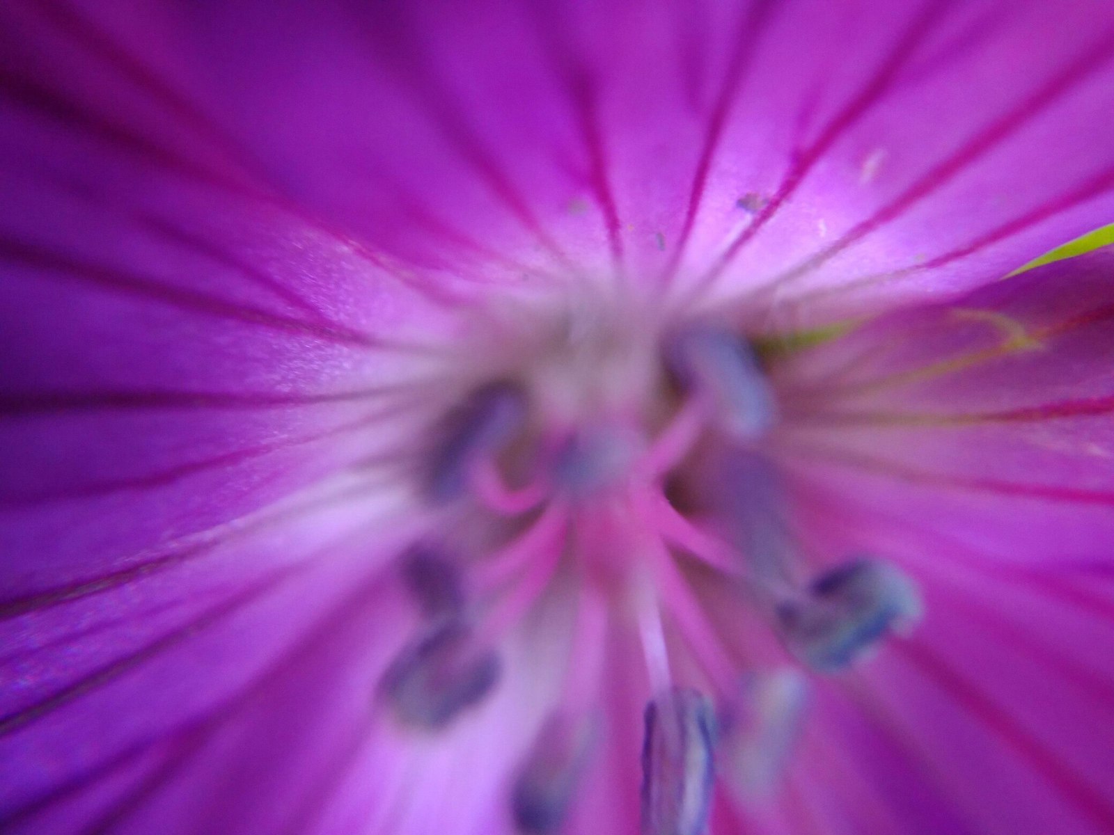 My attempts to take macro photos - My, Macro, The photo, , Flowers, Moss, Macro photography, Closeup, Longpost