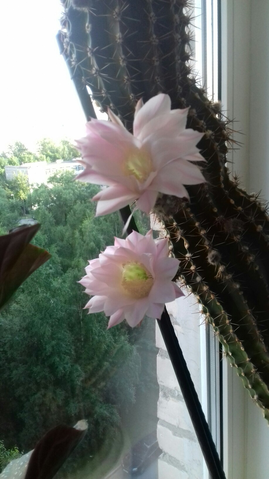 Cactus flower. - My, Blooming cacti, Cactus, bloomed, Longpost