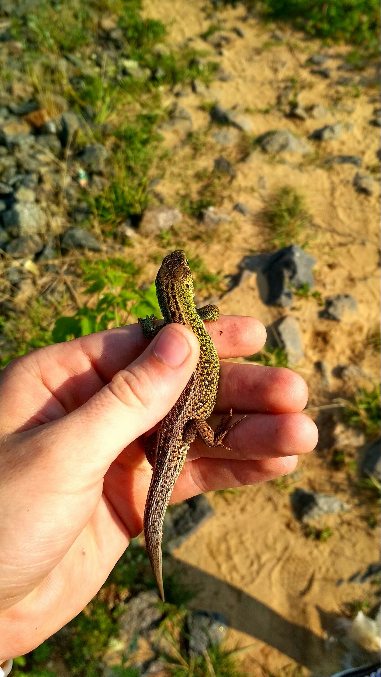 Bicycle rides - My, My, Lizard, Iguana, Who, No words, Ignorance, Green, Longpost