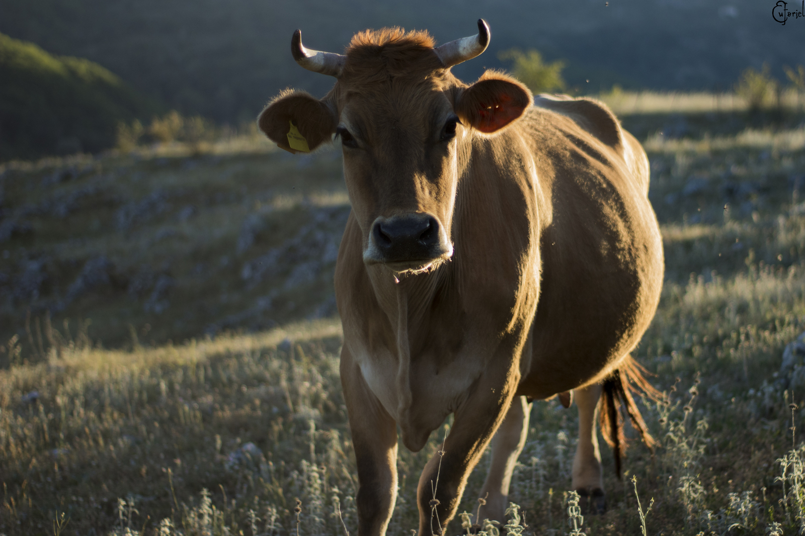 The mountains of Italy and who lives in them - My, Animals, Horses, Cow, Nature, Longpost