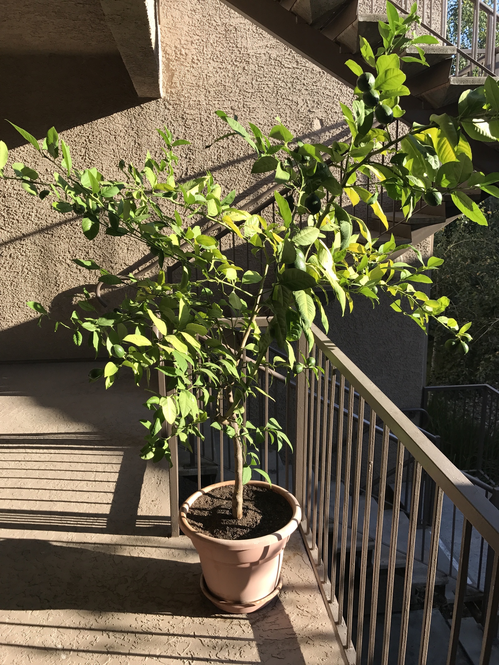 my lemon - My, Lemon, Longpost, Houseplants