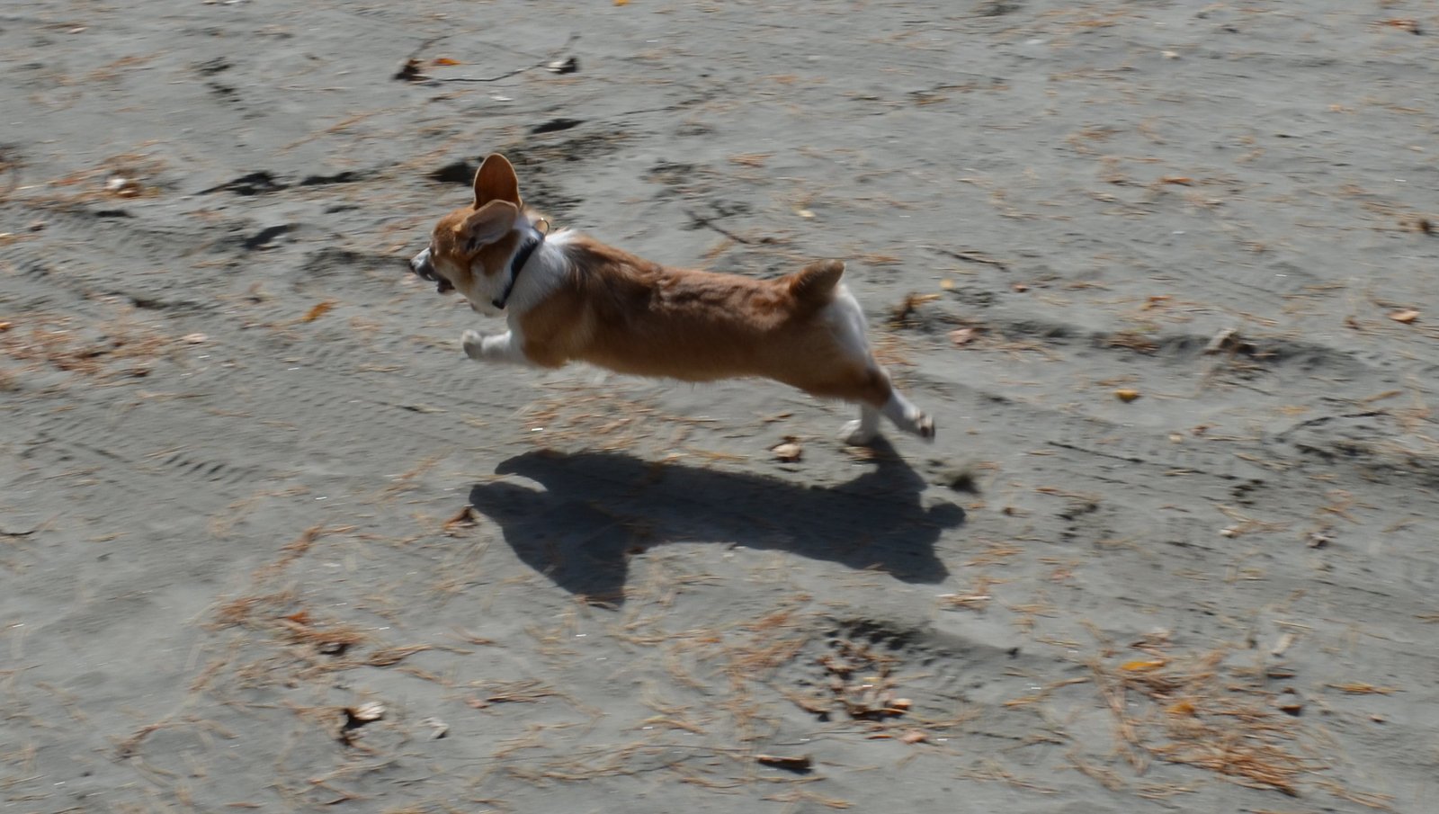 Corgi on Fridays - My, Corgi, Dog, Longpost, cat