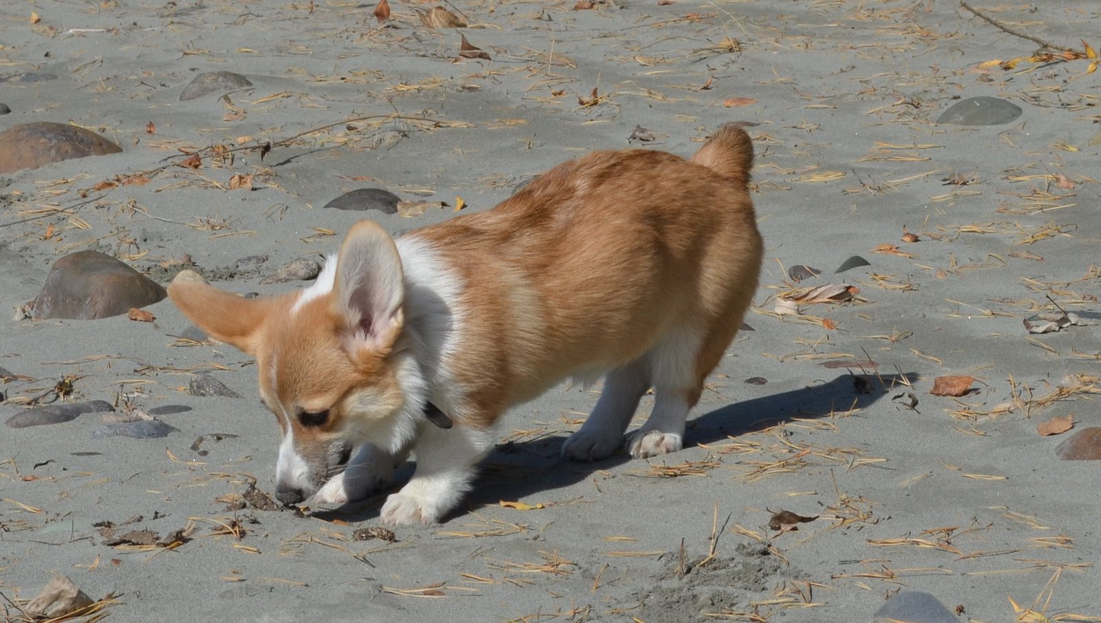 Corgi on Fridays - My, Corgi, Dog, Longpost, cat