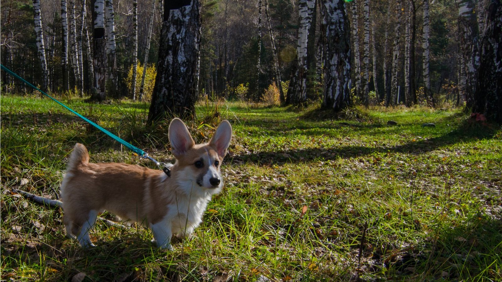 Corgi on Fridays - My, Corgi, Dog, Longpost, cat