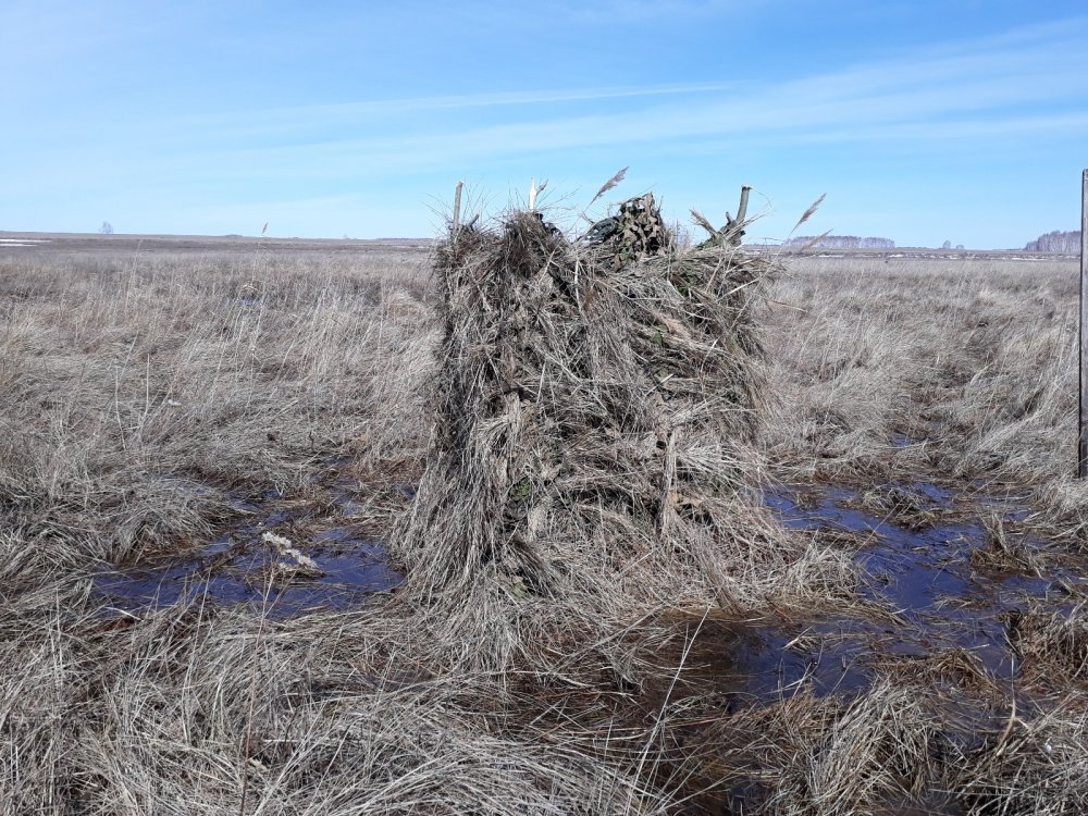 Report from spring goose hunting (Novosibirsk region) - Hunting, Novosibirsk region, , Longpost