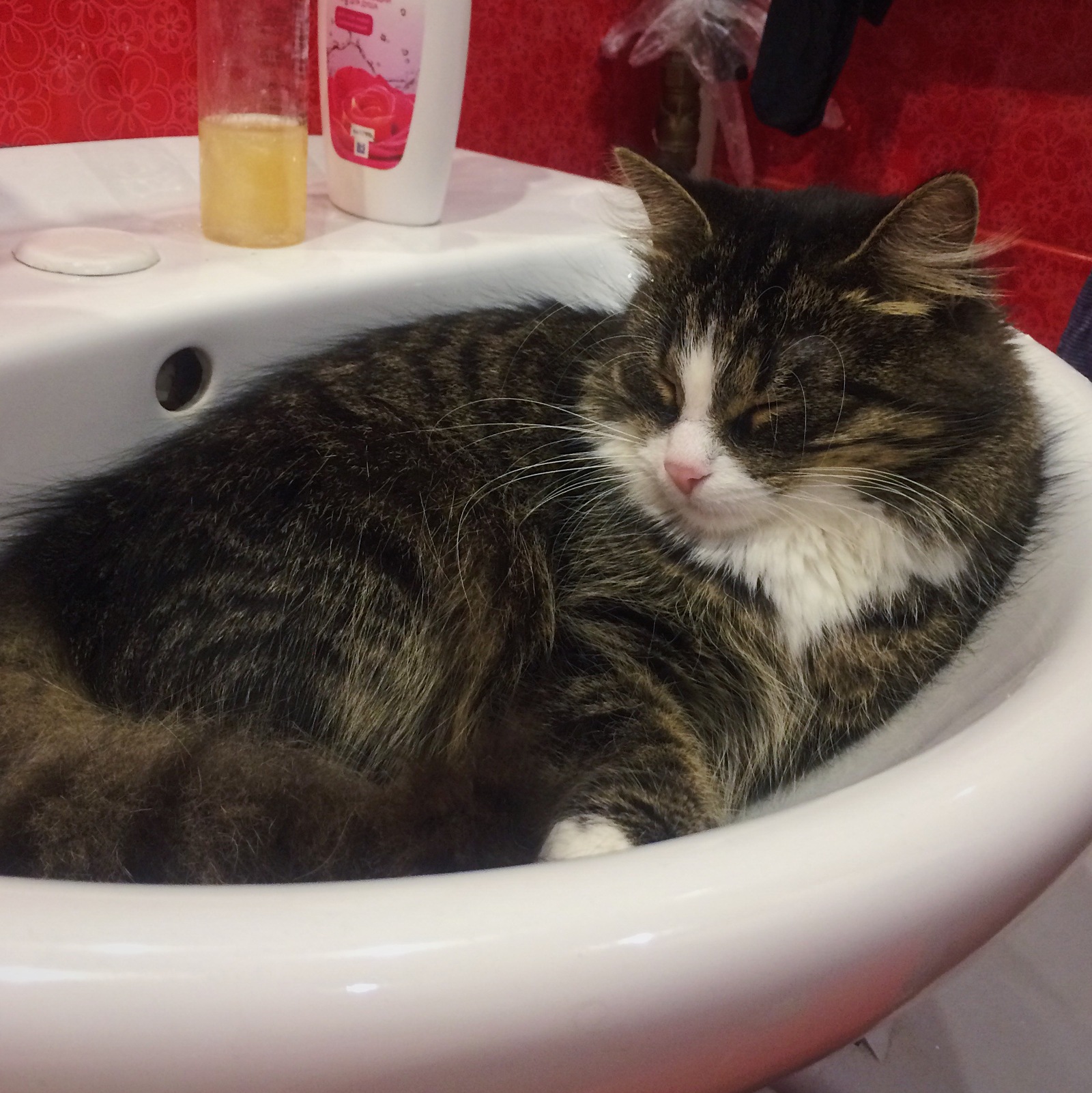 You go into the bathroom to wash yourself in the morning, and there is already busy. - My, Cats and kittens, cat, Dream, Morning, Pet, Pets, Muzzle, Impudent muzzle, Longpost, Impudence