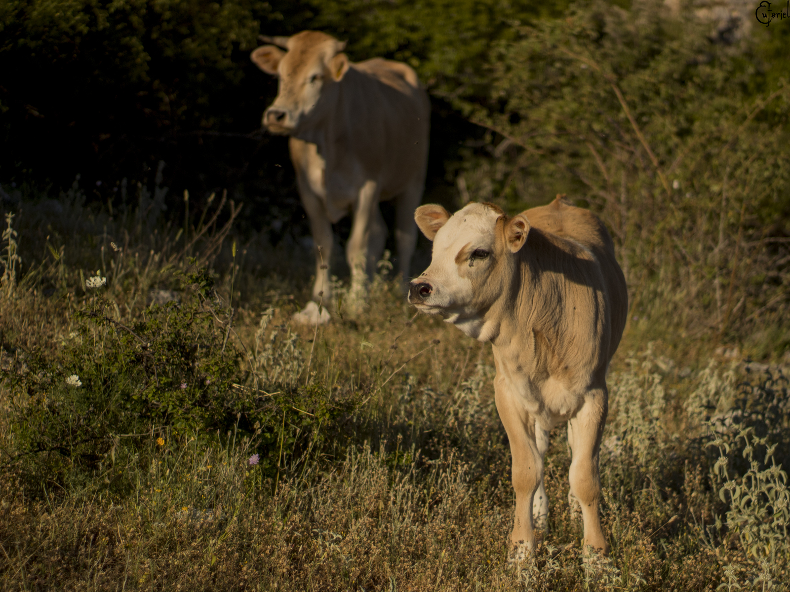 The mountains of Italy and who lives in them - My, Animals, Horses, Cow, Nature, Longpost