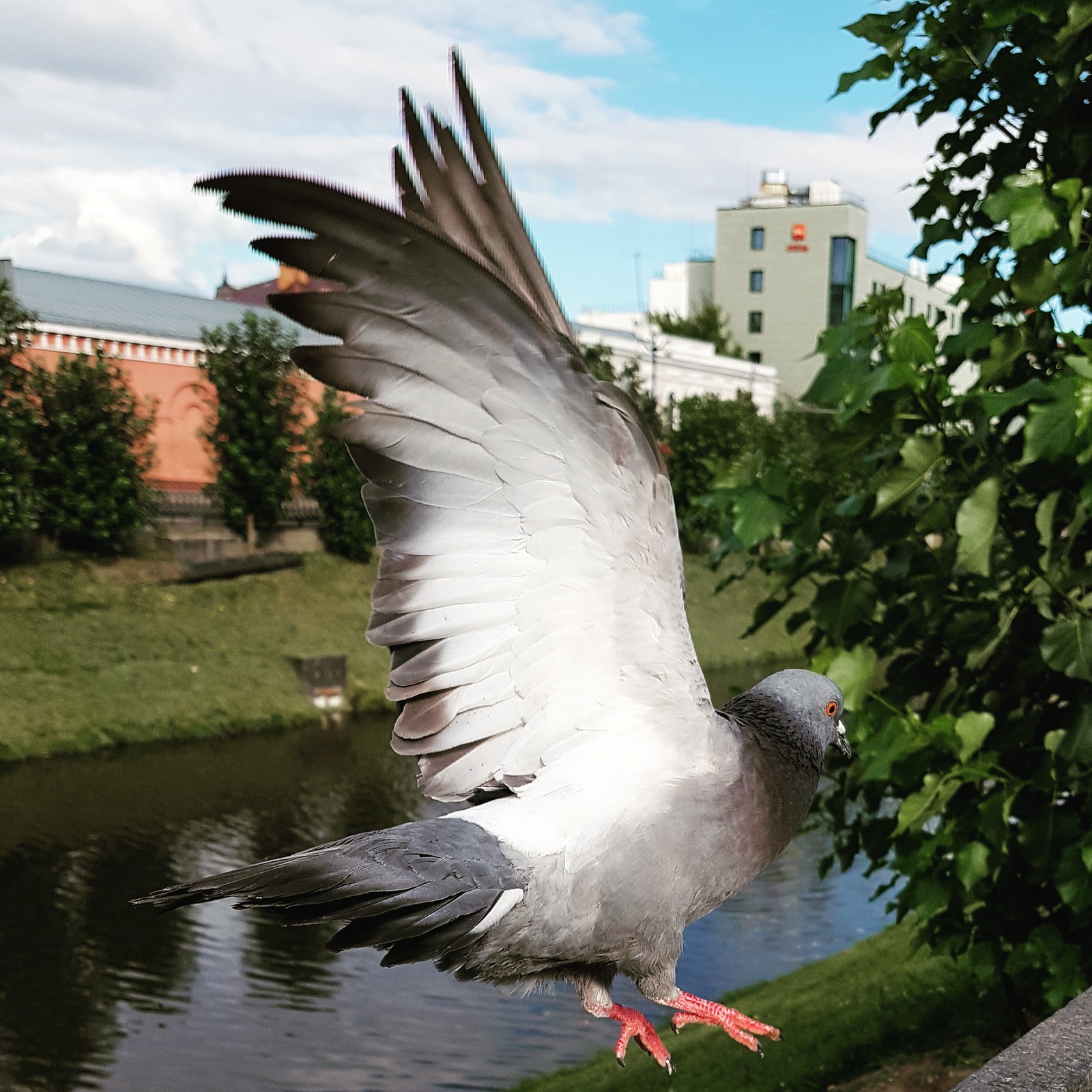 Sometimes, failed photos turn out better than they were originally intended) - My, Birds, Pigeon, The photo