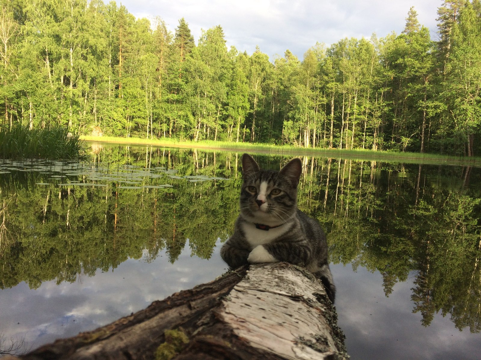 То чувство, когда кот проводит выходные лучше меня. - Моё, Кот, Отдых, Природа