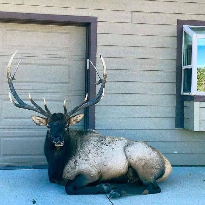 You can immediately see whose house - Baratheons, Game of Thrones, Deer, Deer