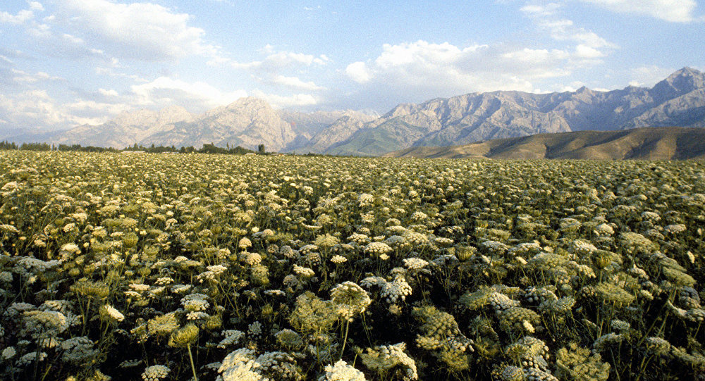 In the valley of the sun, where Fergana is. - Fergana, Uzbekistan, Fergana Valley, The photo, Landscape, Homeland, Longpost