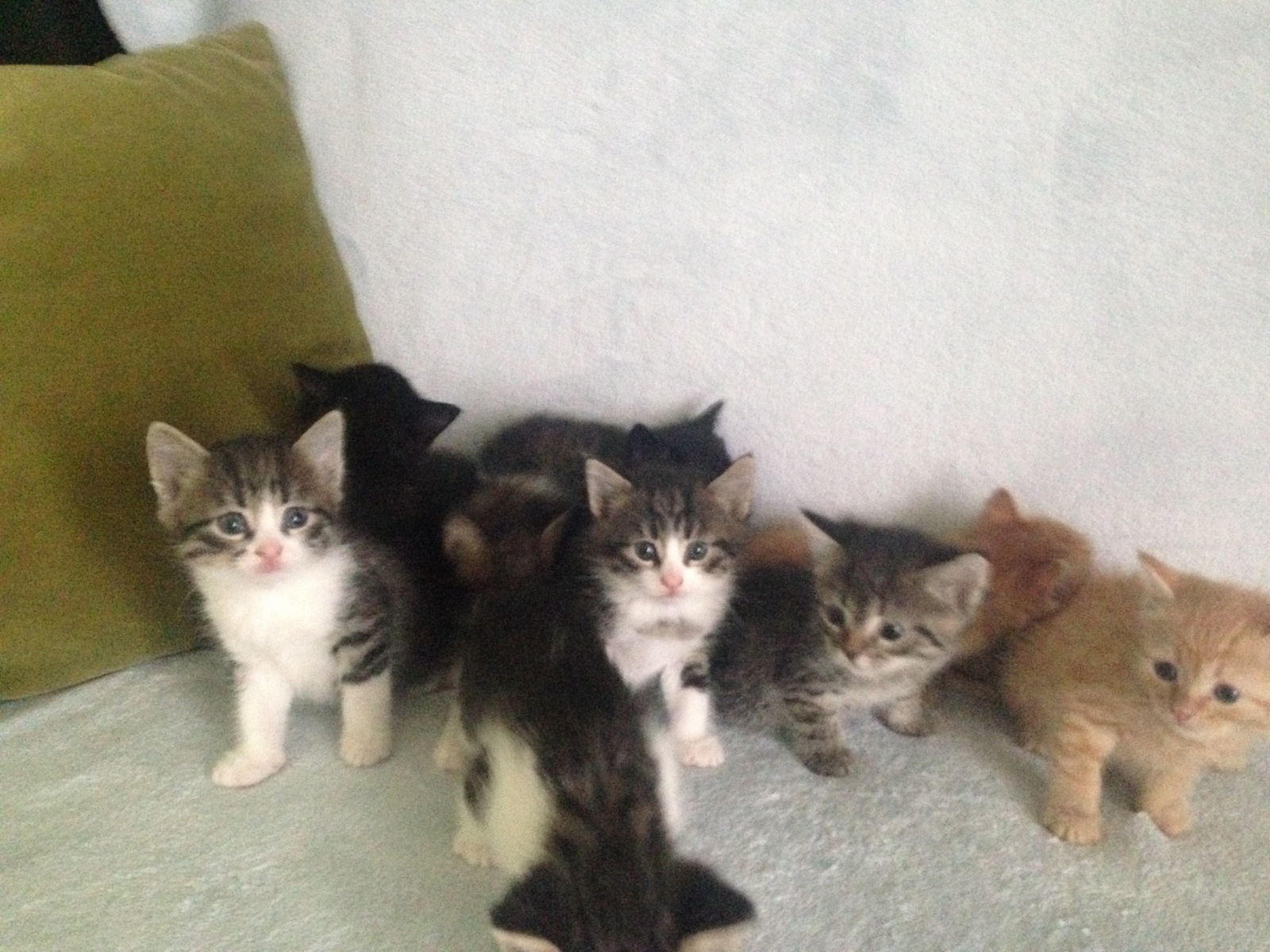 9 Kitten as a gift - My, cat, , Kittens, I will give, Longpost