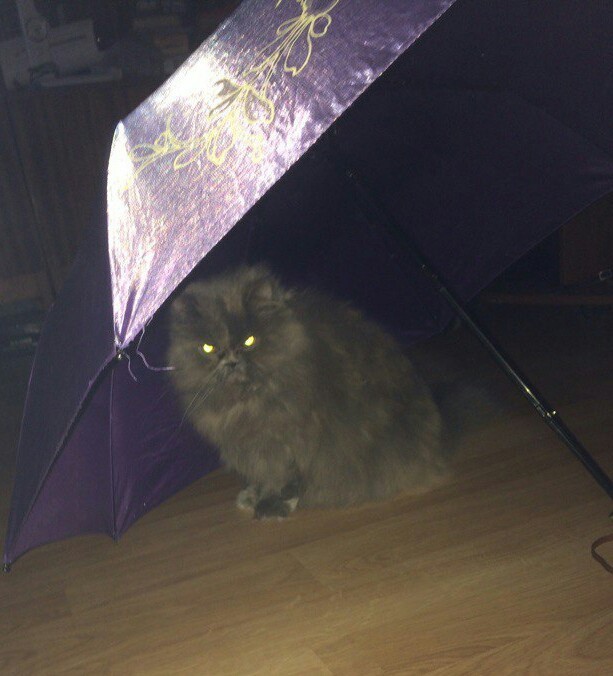 And again Miss Alice - My, cat, Umbrella