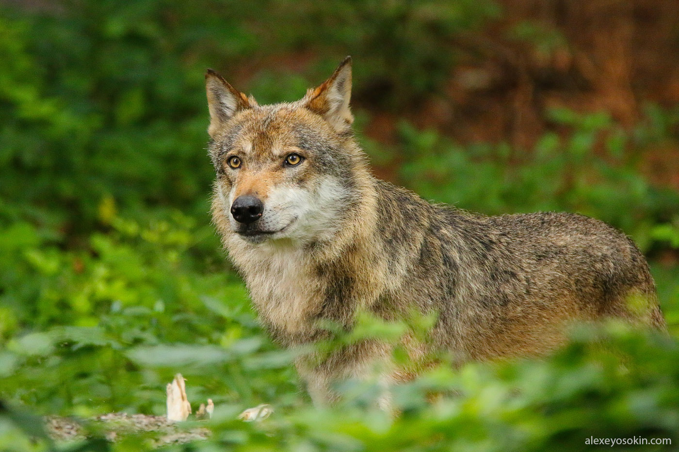 Sight - Wolf, Sight, Nature, wildlife, The photo