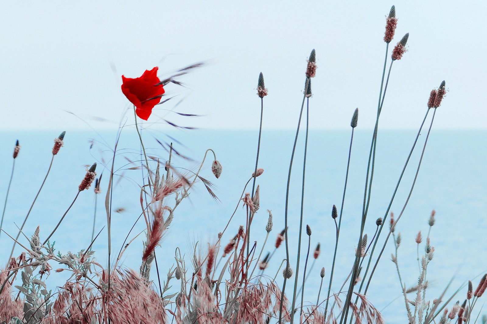 Highland. - My, The photo, Poppy, Sea, High Coast, Anapa