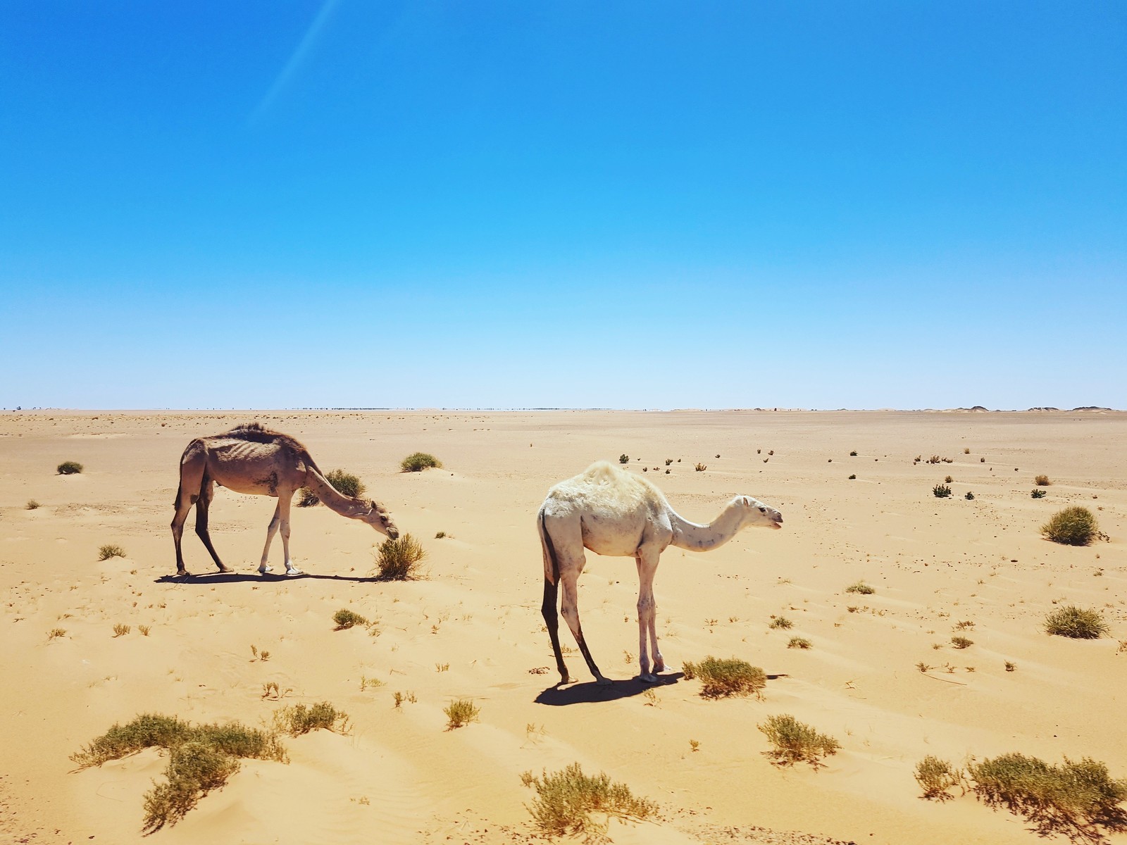 Crossing the Sahara. Russian fishermen go fishing. Africa. Mauritania. - My, Chronicle, Sea, Sailors, Sea life, Fishermen, Trawler, Africa, Fishing, Longpost, 