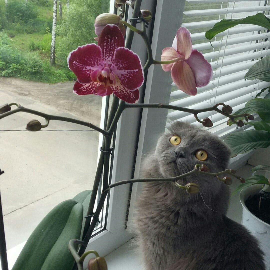 How beautiful!!! - My, cat, Flowers