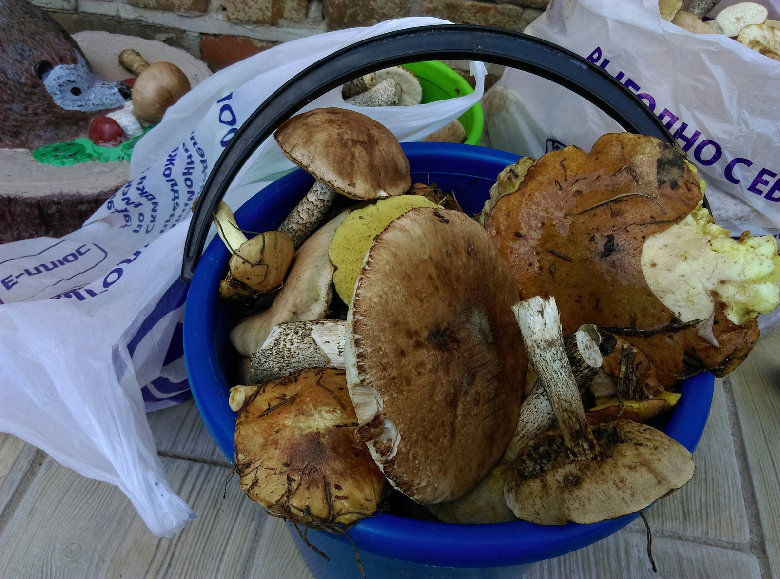 Silent hunting with full buckets - My, My, Camping, Longpost, Mushrooms, Mushroom season