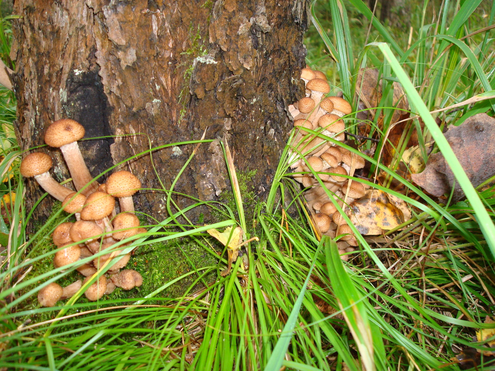 Sketches from the forest - My, The photo, Mushrooms, Forest, Honey mushrooms, Pickling, Snack, Vodka, Bliss, Longpost