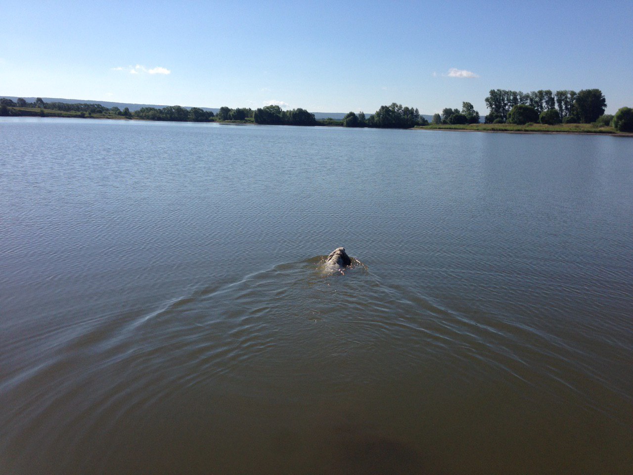 Not every spaniel will swim to the middle ... - Dog, Walk, The photo