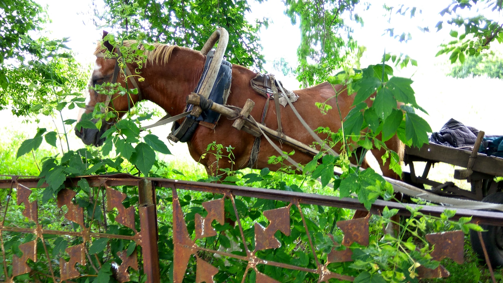 Life of a millionaire. - My, Millionaire, Village, Mosaic, Horses, Longpost