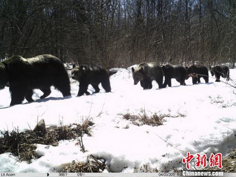 A camera trap caught a female bear with five cubs in the Land of the Leopard Reserve - Bear, Land of the Leopard, Reserve, Longpost, Video, The Bears, Reserves and sanctuaries